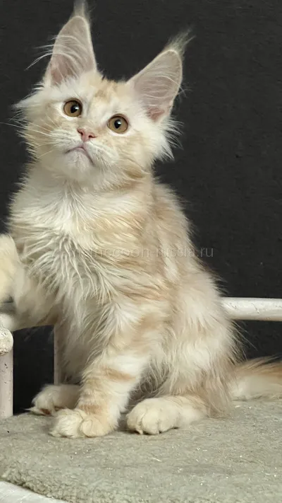QUASAR — Maine Coon kitten, Red Silver Classic Tabby MCO ds 22