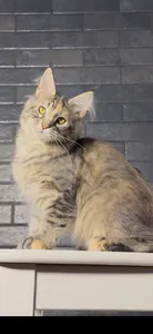 Котенок мейн-кун