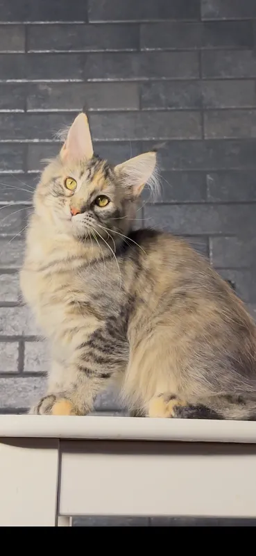 Котенок мейн-кун Черепаховый тигровый MCO f 23 Девочка