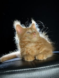 Lannister