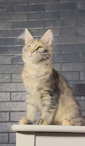 Котенок мейн-кун