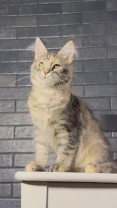 Котенок мейн-кун