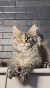 Котенок мейн-кун