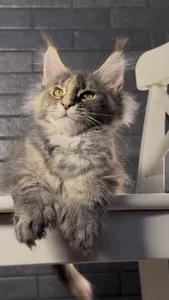 Котенок мейн-кун