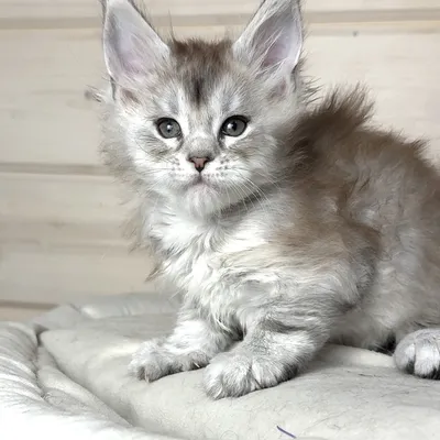 Котенок мейн-кун