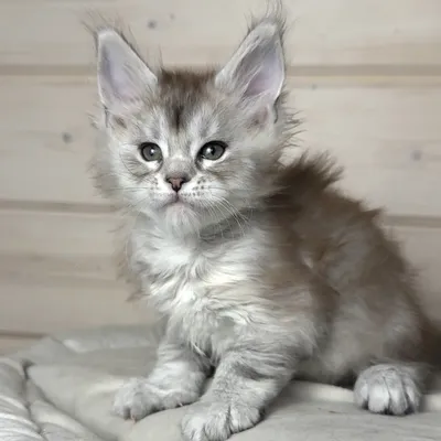 Котенок мейн-кун