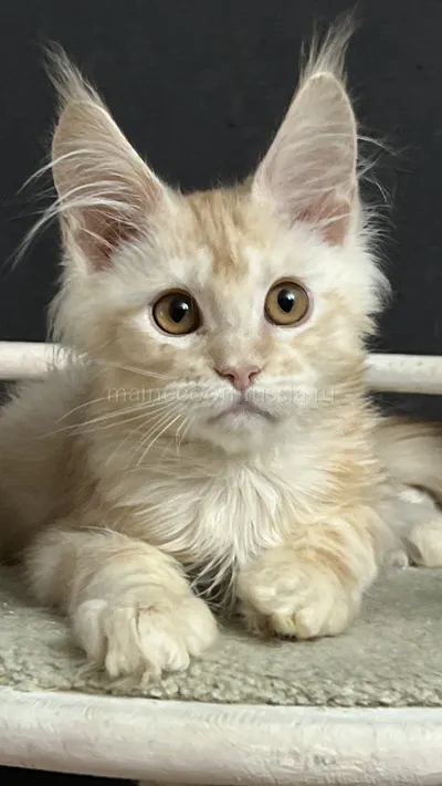 QUASAR — Maine Coon kitten, Red Silver Classic Tabby MCO ds 22
