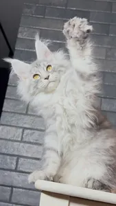 Котенок мейн-кун