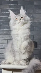 Котенок мейн-кун