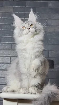 Котенок мейн-кун