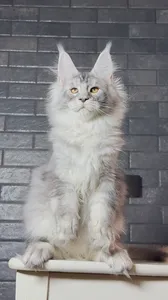 Котенок мейн-кун