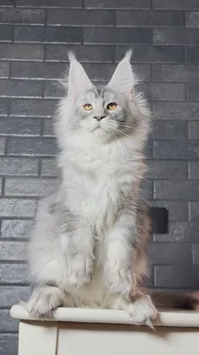 Котенок мейн-кун