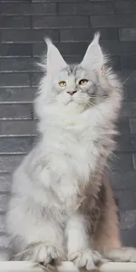 Котенок мейн-кун