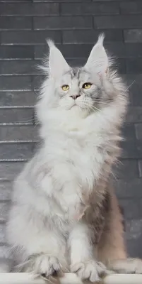 Котенок мейн-кун