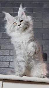 Котенок мейн-кун