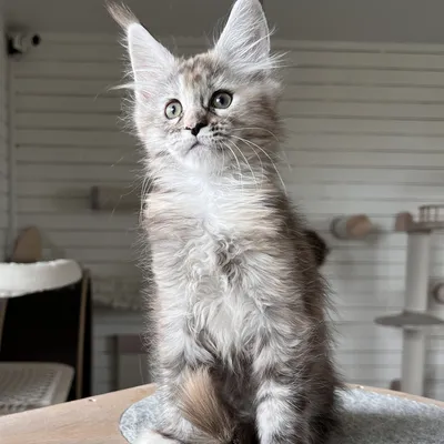Котенок мейн-кун