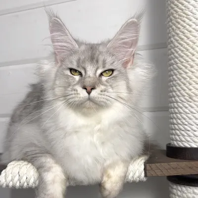 Котенок мейн-кун