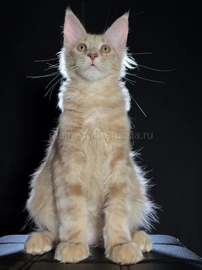 Elvis — Котенок мейн-кун, Кремовый дым MCO es