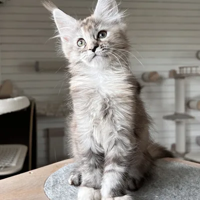 Котенок мейн-кун