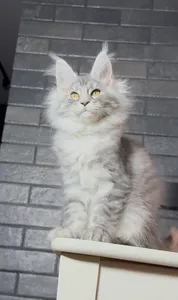 Котенок мейн-кун