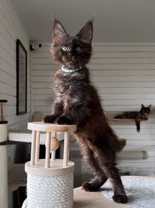 Cassandra