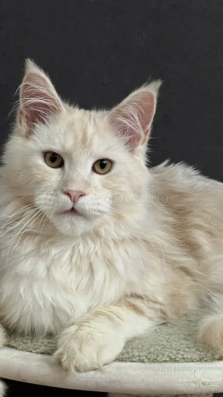 Maine Coon kitten Red Silver Classic Tabby MCO ds 22 Boy
