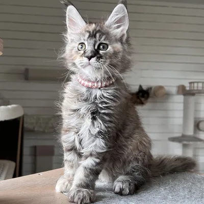 Котенок мейн-кун