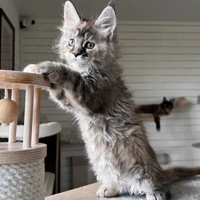 Котенок мейн-кун