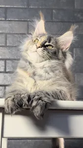 Котенок мейн-кун