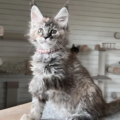 Котенок мейн-кун