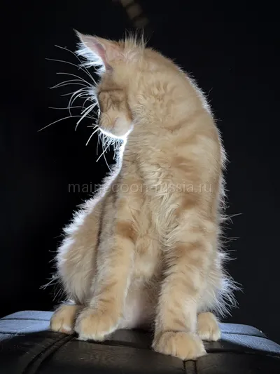 Elvis — Котенок мейн-кун, Кремовый дым MCO es