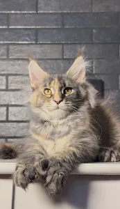 Котенок мейн-кун