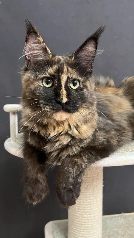 Maine Coon kitten Tortie MCO f Girl