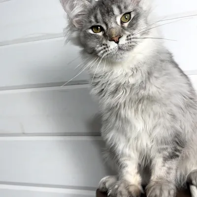 Котенок мейн-кун