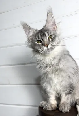 Котенок мейн-кун