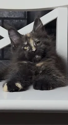 Maine Coon kitten