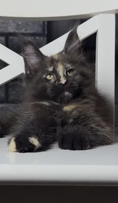 Maine Coon kitten