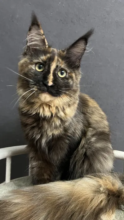 FIRST QUEEN — Maine Coon kitten, Tortie MCO f
