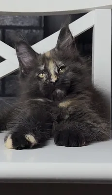 Maine Coon kitten