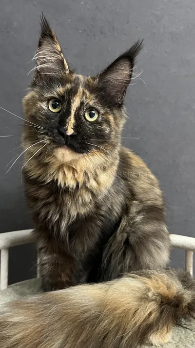 FIRST QUEEN — Maine Coon kitten, Tortie MCO f