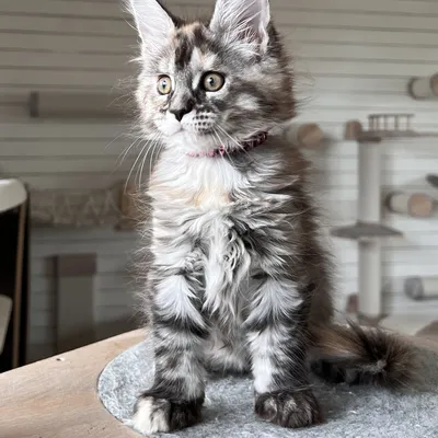 Котенок мейн-кун