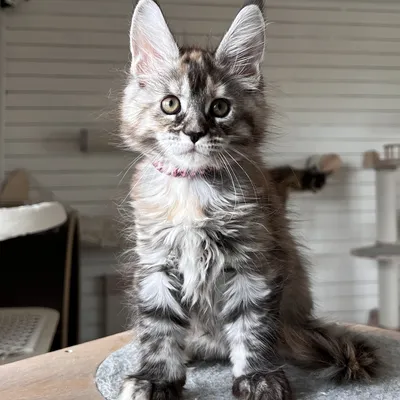 Котенок мейн-кун