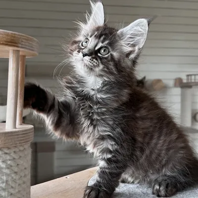 Котенок мейн-кун