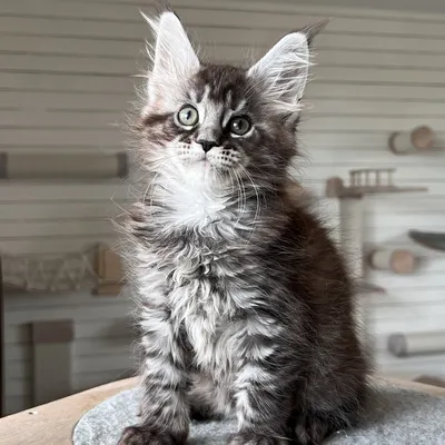 Котенок мейн-кун