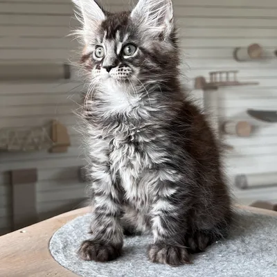 Котенок мейн-кун