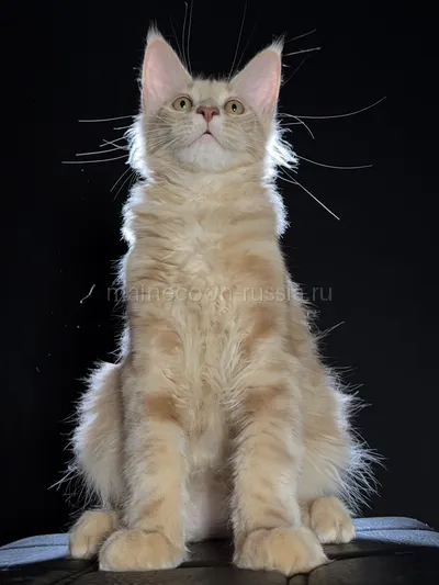 Elvis — Котенок мейн-кун, Кремовый дым MCO es