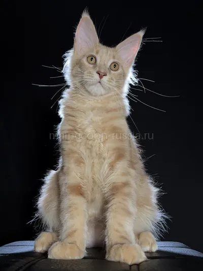 Elvis — Котенок мейн-кун, Кремовый дым MCO es