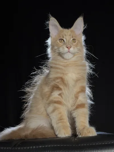 Котенок мейн-кун