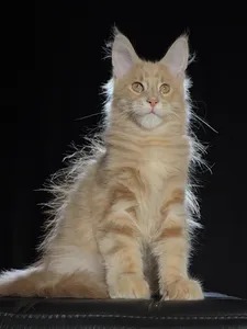Котенок мейн-кун