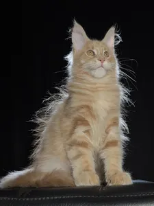 Котенок мейн-кун